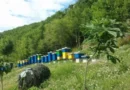 Shoqata “Bleta” alarmon për rrezikun nga pesticidet: Bletët në Preshevë po helmohen nga spërkatjet e pakontrolluara