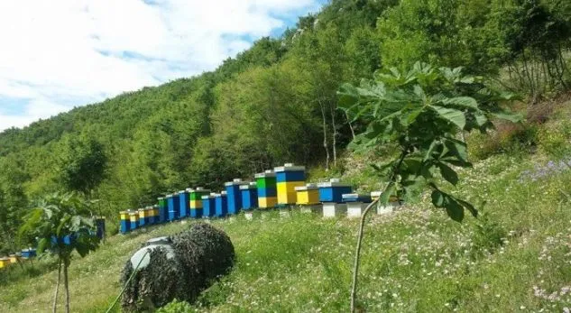 Shoqata “Bleta” alarmon për rrezikun nga pesticidet: Bletët në Preshevë po helmohen nga spërkatjet e pakontrolluara